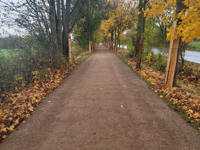 Radweg mit Baumscheiben